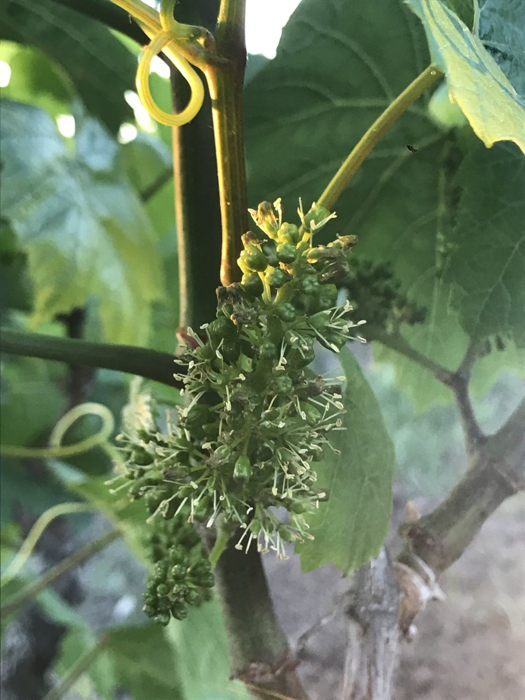 Fioritura della vite: il grappolo in fiore