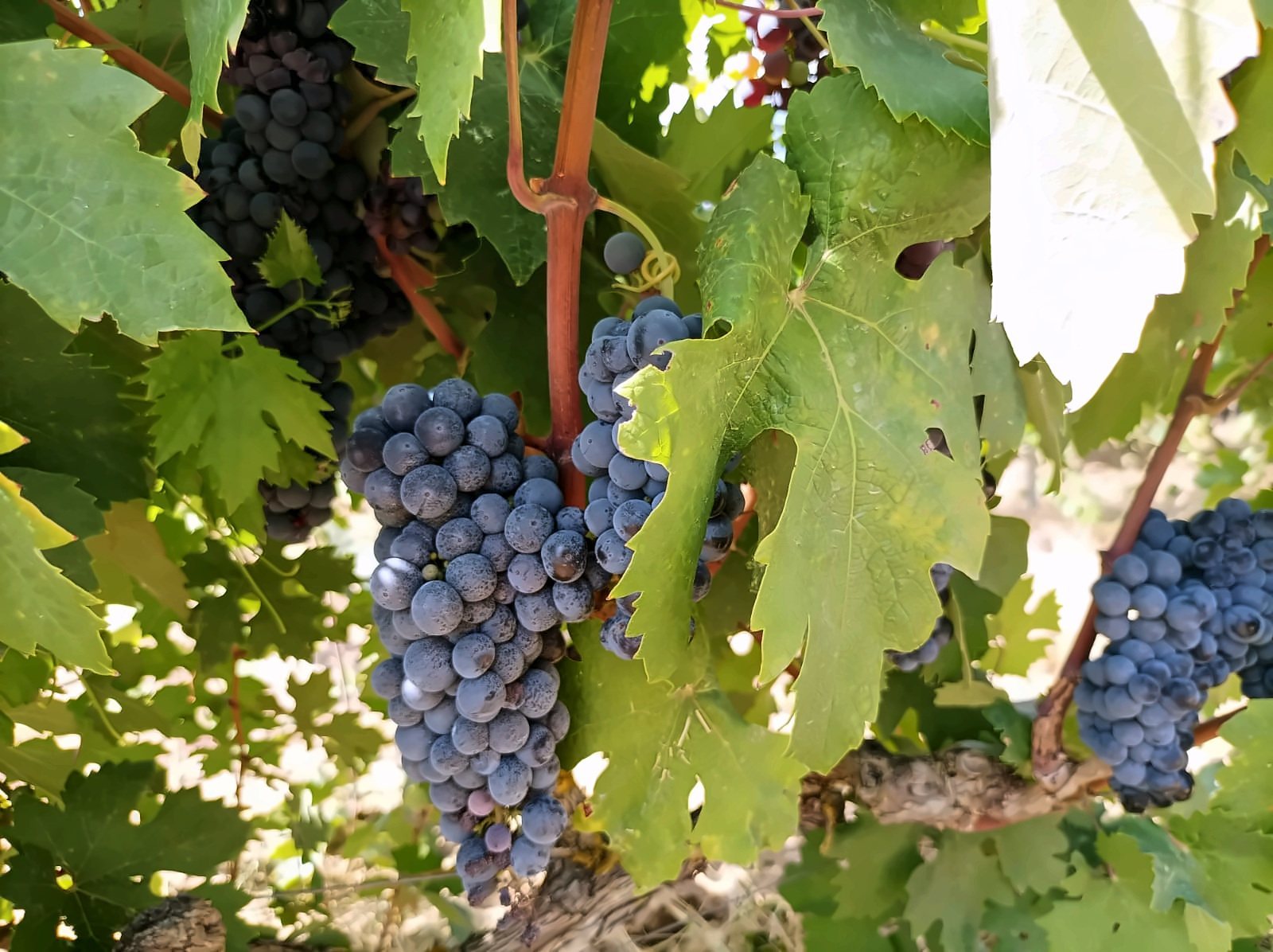 Grappoli di uva nera tra le foglie della vite