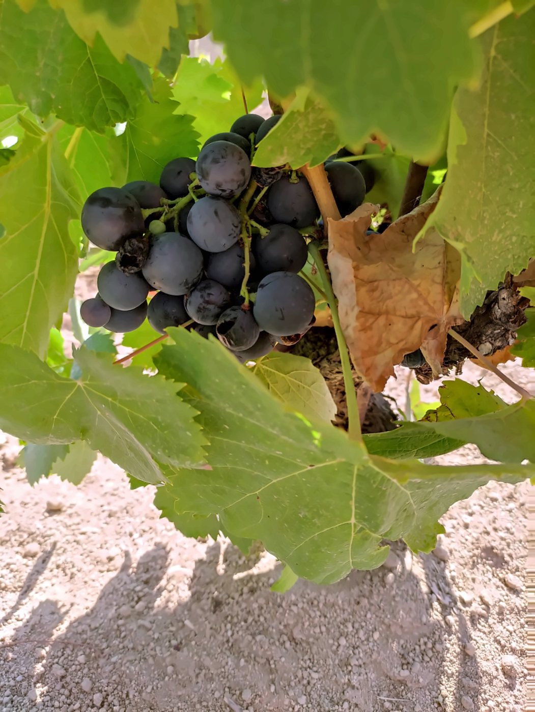 Grappolo di uva nera sulla vite, terra chiara del Salento