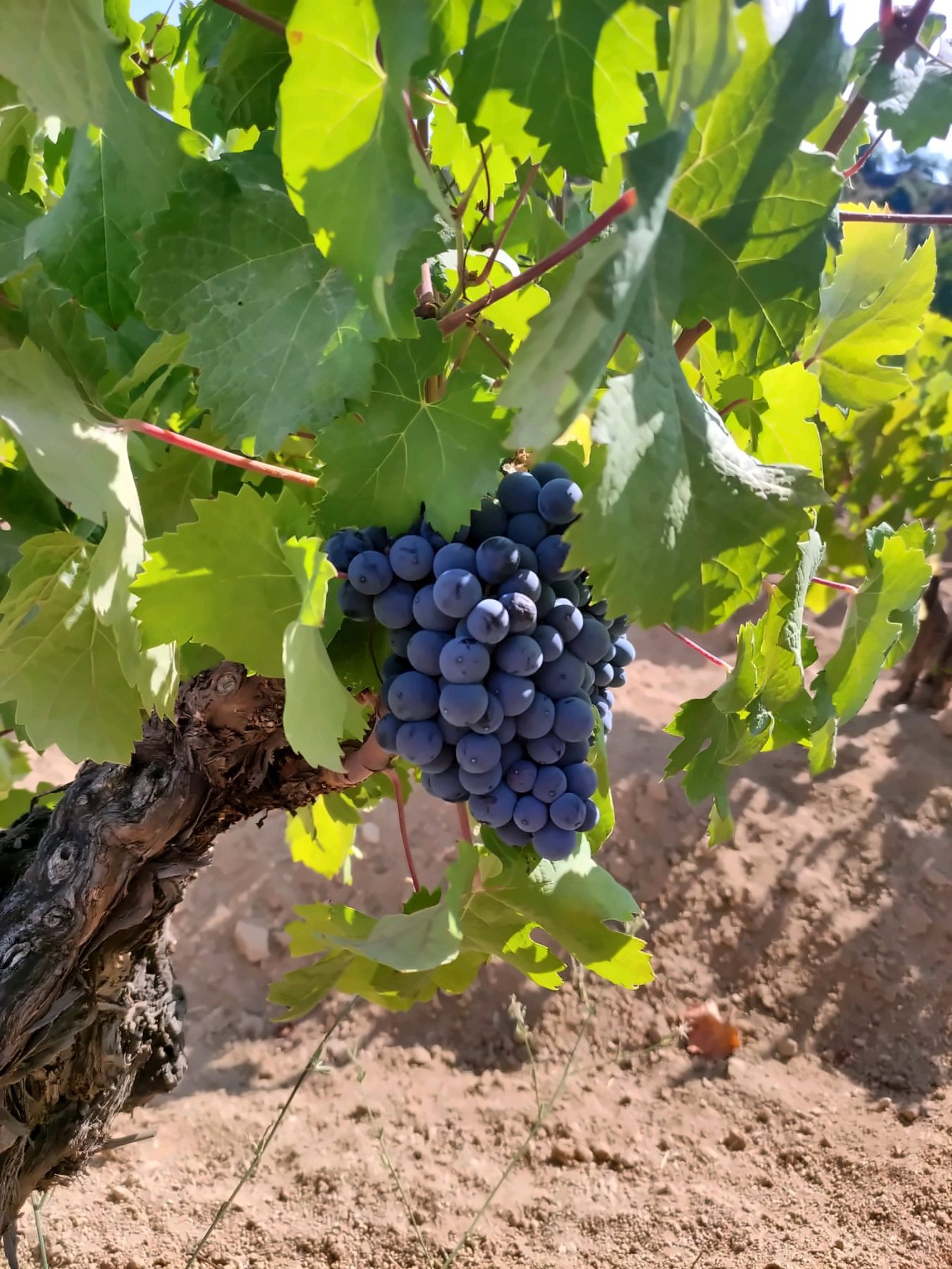 Grappolo di uva nera sulla vite vecchia, al sole del Salento